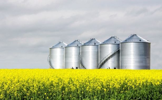 canola-field-bin-595772134-thinkstock